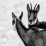 Deux chamois rapprochés, l'un regardant l'appareil photo, l'autre détourné ; le noir et blanc met en valeur la fourrure et les cornes recourbées.