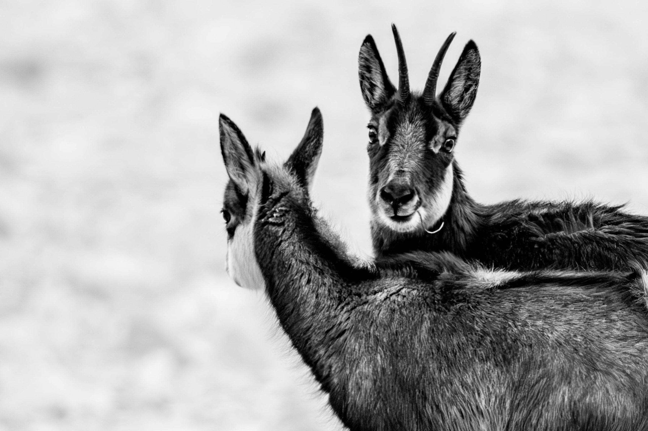 Les chamois du Ventoux : guide d’observation