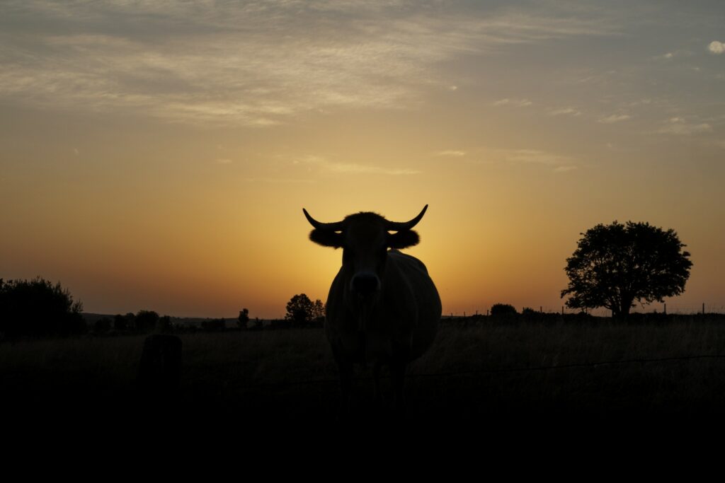 Silhouette d'une vache aux cornes proéminentes dans un champ au coucher du soleil, ciel orange éclatant et arbre en arrière-plan.