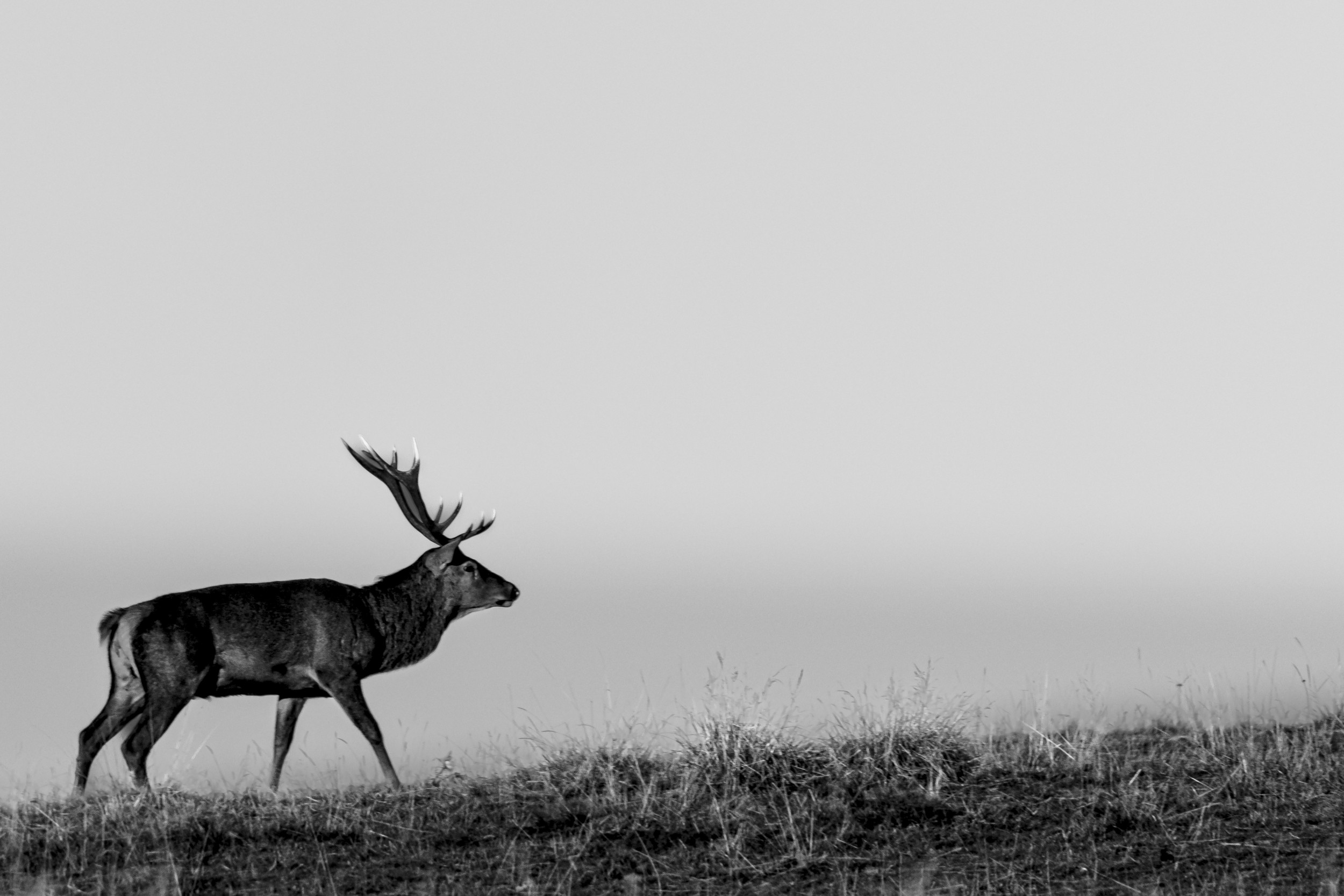 Le brame du cerf sur le plateau du Vercors