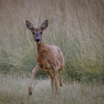 Un chevreuil brun aux oreilles proéminentes se tient en alerte dans les hautes herbes éclairées par le soleil, une patte avant levée, au milieu d'un champ doré de végétation sauvage.