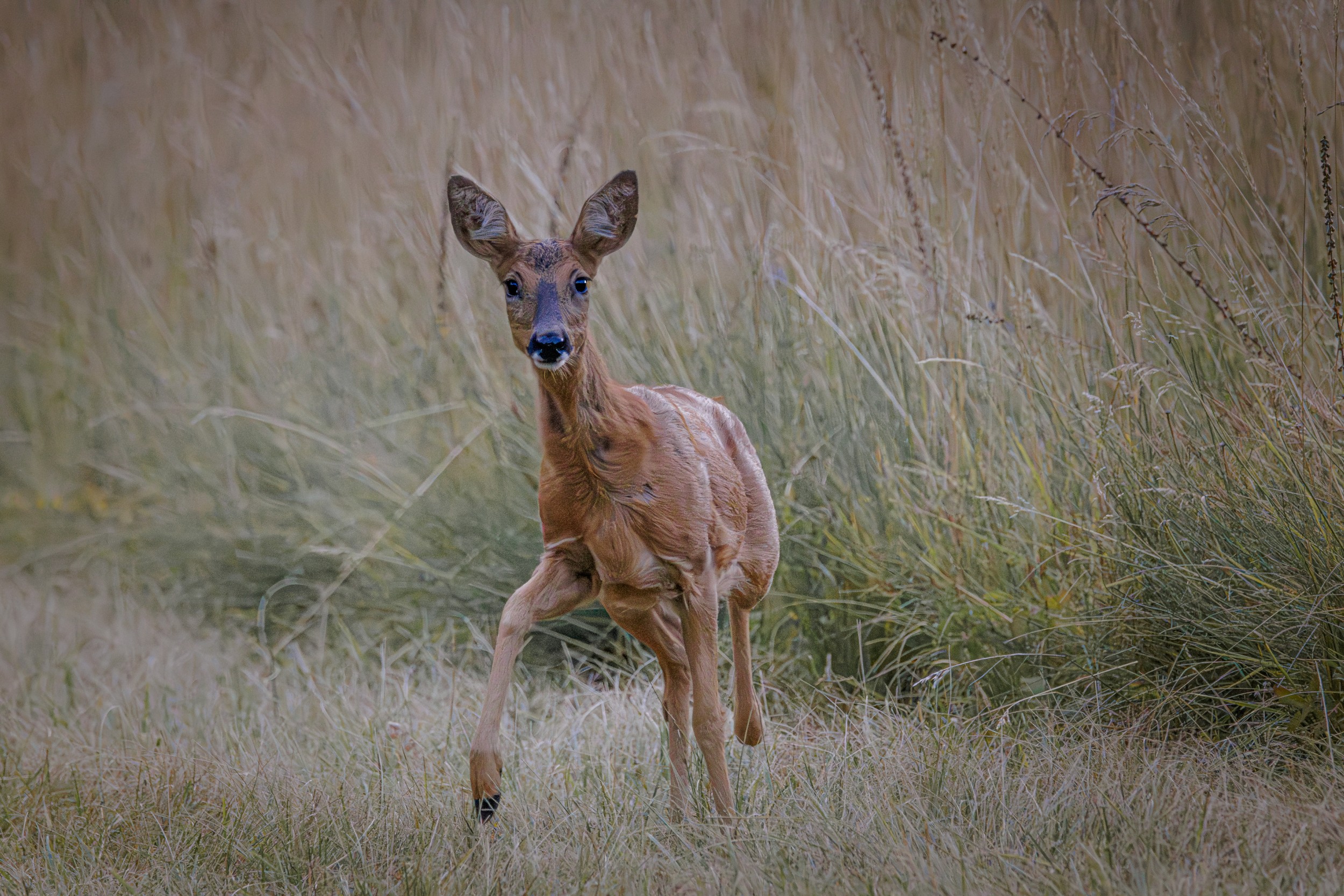 Réglages photo animalière débutant : guide complet 2026