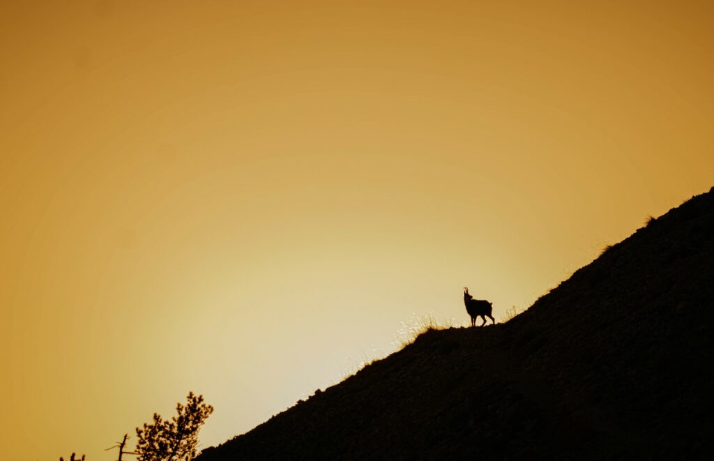 Silhouette d'un chamois au coucher de soleil sur les pentes du Mont Ventoux