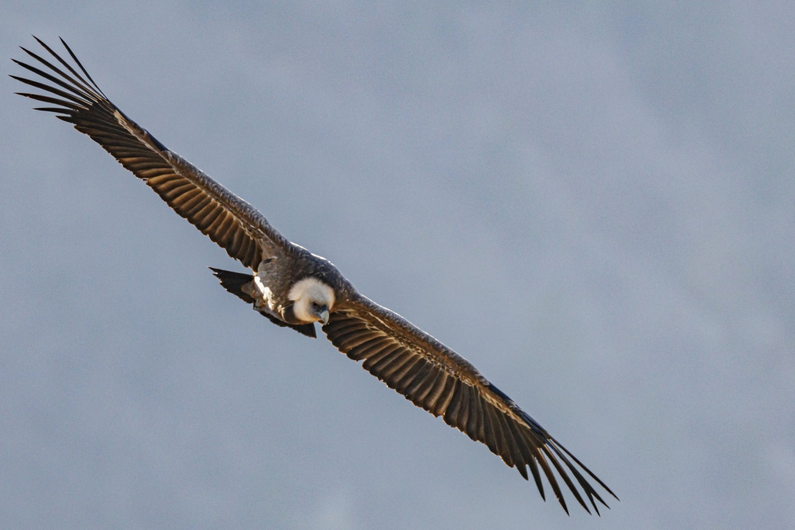 Photographier les vautours des Baronnies : Guide technique et rencontre à Rémuzat​