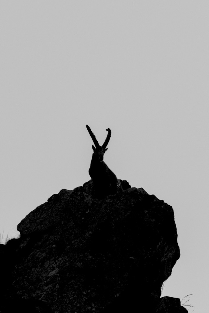Photographier les tétras-lyres au printemps : aventure en Champsaur