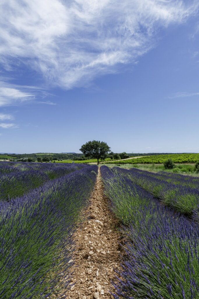 Un chemin de terre serpente à travers de luxuriants champs de lavande violette, menant à un arbre solitaire sous un ciel bleu strié de nuages vaporeux.