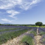 De vastes champs de lavande s'épanouissent sous un ciel bleu limpide parsemé de nuages vaporeux, tandis qu'un sentier rocailleux serpente entre les rangées et qu'un arbre solitaire se profile au loin.