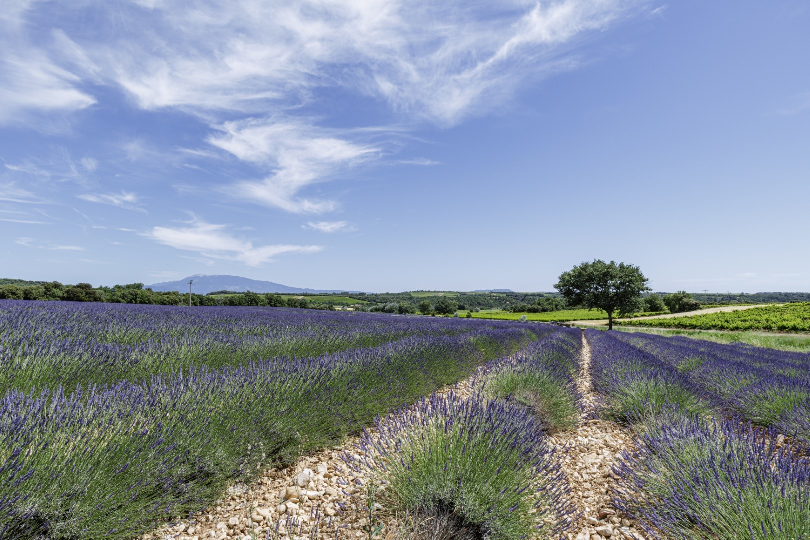 Photographier la lavande en Provence : le guide complet du débutant