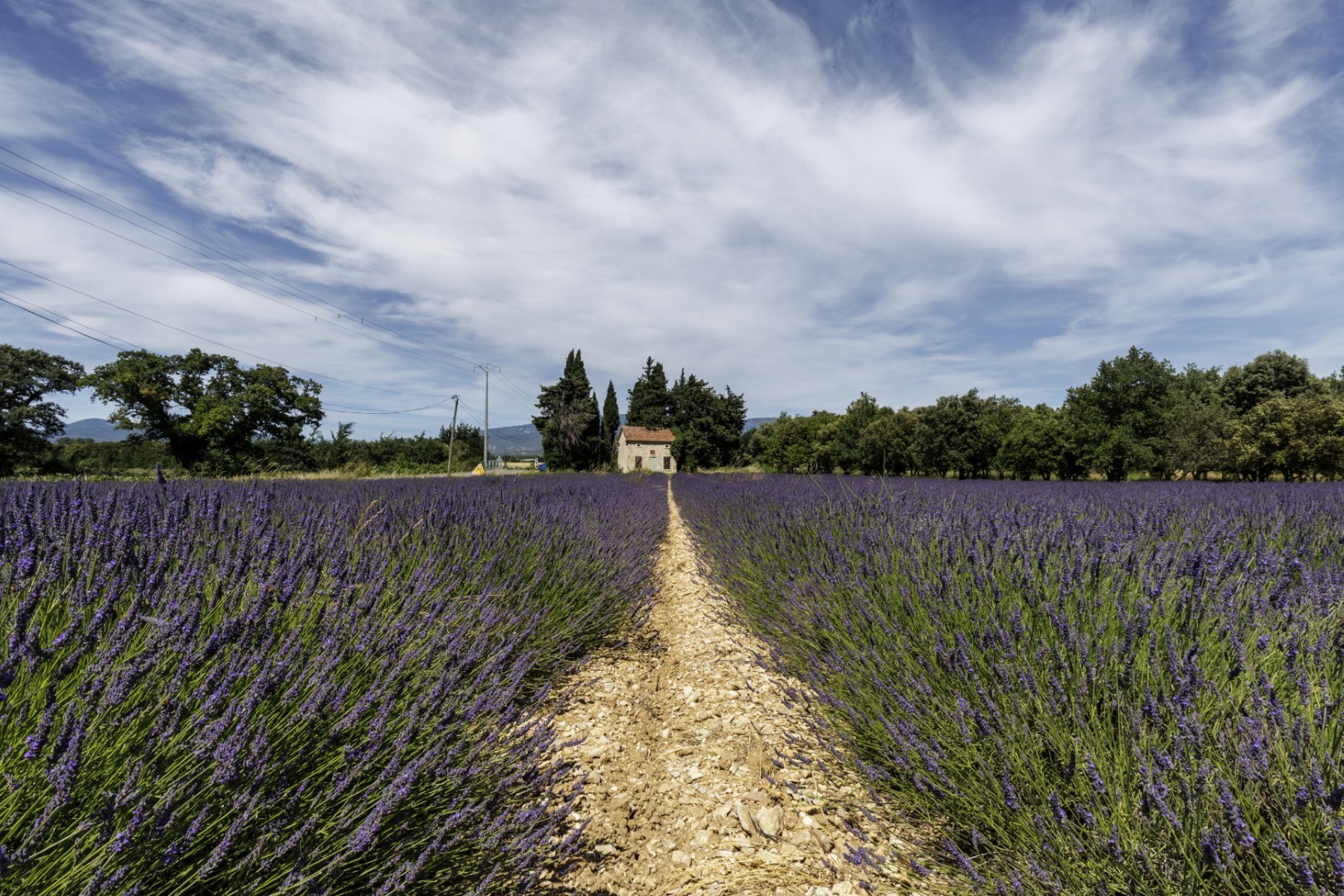 Un chemin de terre serpente à travers un champ de lavande aux couleurs éclatantes et mène à un gîte niché au milieu des arbres, sous un ciel bleu partiellement nuageux.