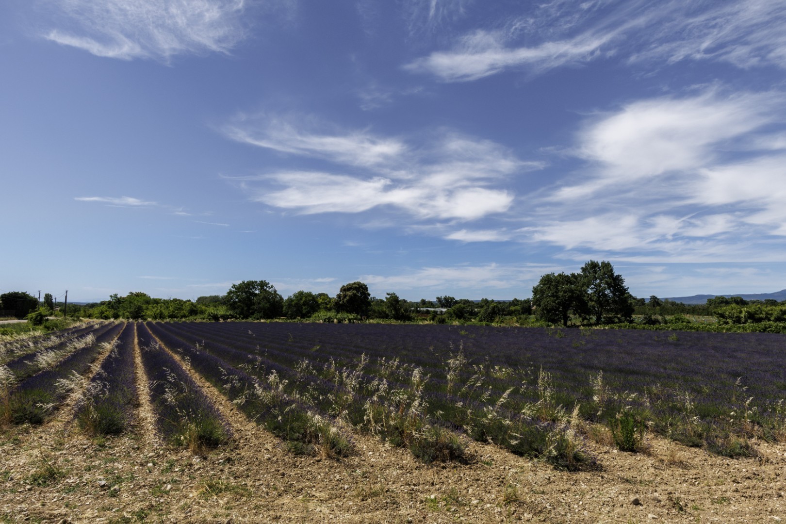 Un champ où s'alignent de rangées bien ordonnées de fleurs de lavande, sous un ciel bleu limpide parsemé de nuages vaporeux, avec au loin des arbres verts en toile de fond.