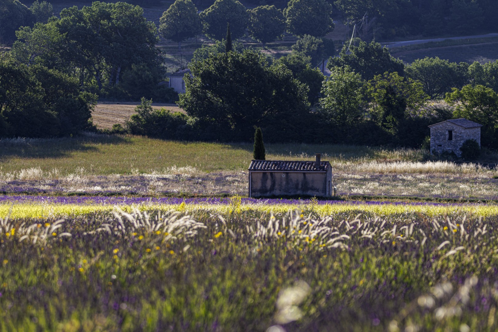 Une maison en pierre au charme d'antan, au toit de tuiles rouges, se dresse au milieu d'un champ coloré de fleurs sauvages, entourée d'arbres et d'un autre bâtiment, le tout baigné d'une douce lumière.
