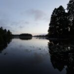 Un lac paisible au crépuscule, encadré par les silhouettes sombres de grands arbres qui bordent ses deux rives, avec des grappes de nénuphars éparpillées sur l'eau qui ondule doucement, et un ciel doux, strié de nuages, qui se reflète à la surface du lac.