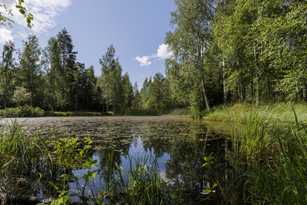 Un étang paisible bordé d'arbres d'un vert vif et vigoureux et de hautes herbes, dont la surface calme reflète le ciel bleu limpide et la canopée dense de la forêt, illustrant un écosystème naturel intact.