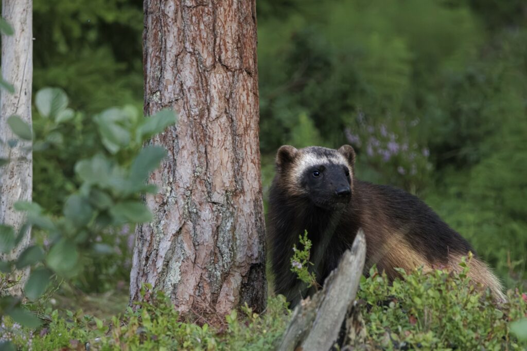 Un glouton robuste, au pelage brun foncé et aux marques faciales plus claires caractéristiques, se tient en alerte sur le sol de la forêt, près d'un arbre, au milieu d'un feuillage verdoyant typique de son habitat boréal.