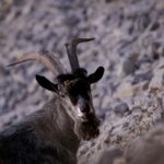 Une chèvre, dotée de longues cornes recourbées bien visibles et d'une barbe hirsute caractéristique, se tient au milieu d'un paysage rocheux grisâtre, le regard fixé directement sur la caméra.
